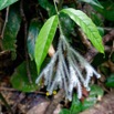 148 ENTOMO 01 Mikongo Plante 061 Asterida Lamiales Lamiaceae Clerodendrum leucobotrys 19RX106DSC_1908081000820_DxOwtmk 150k.jpg