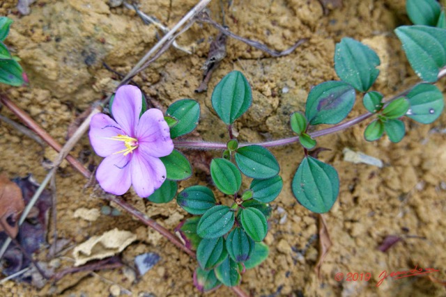 150 ENTOMO 01 Mikongo Plante 062 Magnoliopsida Myrtales Melastomataceae Heterotis sp Fleur 19RX106DSC_1908081000830_DxOwtmk 150k.jpg