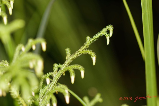 154 ENTOMO 01 Mikongo Plante 063 Lycopodiopsida Lycopodiales Lycopodiaceae Lycopodiella cernua Probable 19E80DIMG_190730141668_DxOwtmk 150k.jpg