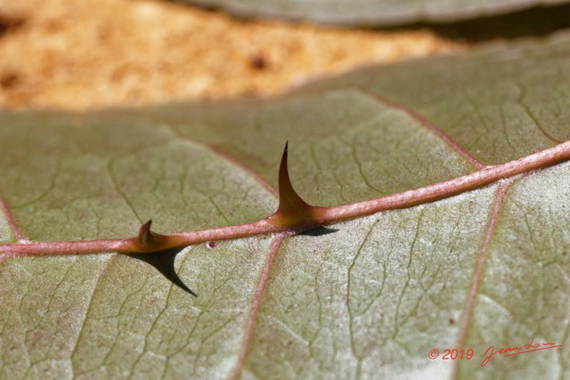 163 ENTOMO 01 Mikongo Plante 067 Feuilles Alternes avec Epines Non Identifiee 19E80DIMG_190810143166_DxOwtmk 150k.jpg