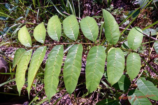 167 ENTOMO 01 Mikongo Plante 067 Feuilles Alternes avec Epines Non Identifiee 19RX106DSC_1908101000899_DxOwtmk 150k.jpg