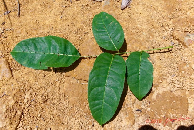 169 ENTOMO 01 Mikongo Plante 067 Feuilles Alternes avec Epines Non Identifiee 19RX106DSC_1908101000904_DxOwtmk 150k.jpg