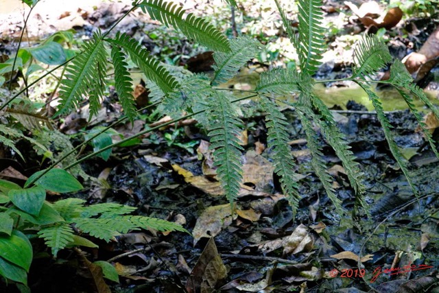 174 ENTOMO 01 Mikongo Plante 069 Filicopsida Polypodiales Fougere Non Identifiee 19RX106DSC_1908101000940_DxOwtmk 150k.jpg