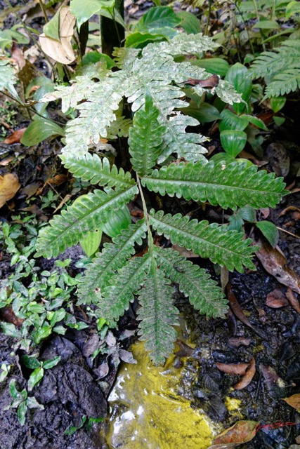 175 ENTOMO 01 Mikongo Plante 069 Filicopsida Polypodiales Fougere Non Identifiee 19RX106DSC_1908101000941_DxOwtmk 150k.jpg