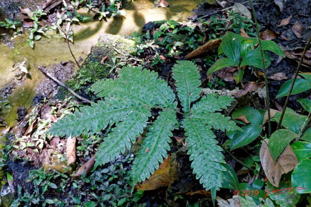 176 ENTOMO 01 Mikongo Plante 069 Filicopsida Polypodiales Fougere Non Identifiee 19RX106DSC_1908101000942_DxOwtmk 150k.jpg