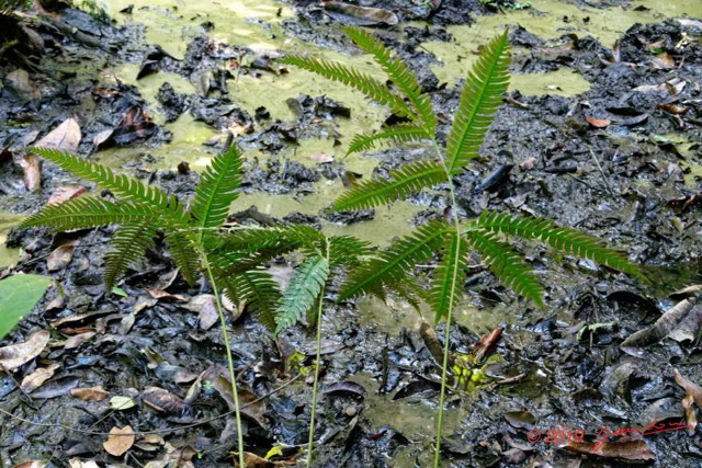 177 ENTOMO 01 Mikongo Plante 069 Filicopsida Polypodiales Fougere Non Identifiee 19RX106DSC_1908101000944_DxOwtmk 150k.jpg