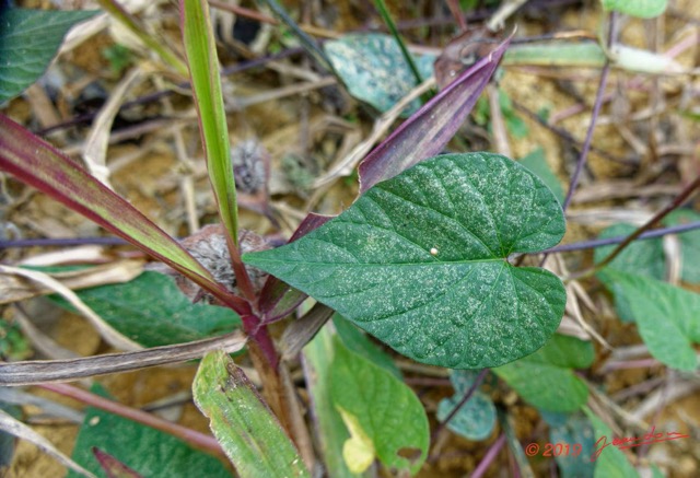 190 ENTOMO 01 Mikongo Plante 073 Magnoliopsida Solanales Convolvulaceae Ipomoea involucrata 19RX106DSC_1908111001017_DxOwtmk 150k.jpg