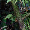 206 ENTOMO 01 Mikongo Vieille Piste Plante 050 Monocotyledone Commelinidae Arecales Arecaceae Laccosperma sp 19RX106DSC_1908031000566_DxOwtmk 150k.jpg