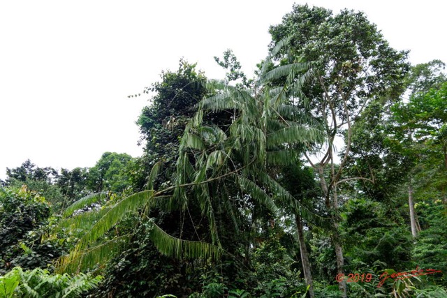 207 ENTOMO 01 Mikongo Vieille Piste Plante 050 Monocotyledone Commelinidae Arecales Arecaceae Laccosperma sp 19RX106DSC_1908031000572_DxOwtmk 150k.jpg