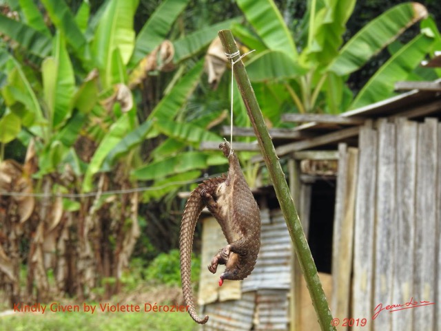 009 Entomo 01 Route apres Ndjole Viande Chasse Pangolin Photo Violette 19CoolpixDSCN_190728102595_DxOwtmk 150k.jpg