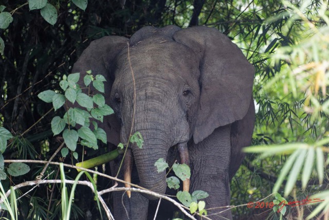 056 ENTOMO 01 Mikongo la Base Elephant dans les Plantations 19E5K3IMG_190805151304_DxOwtmk 150k.jpg