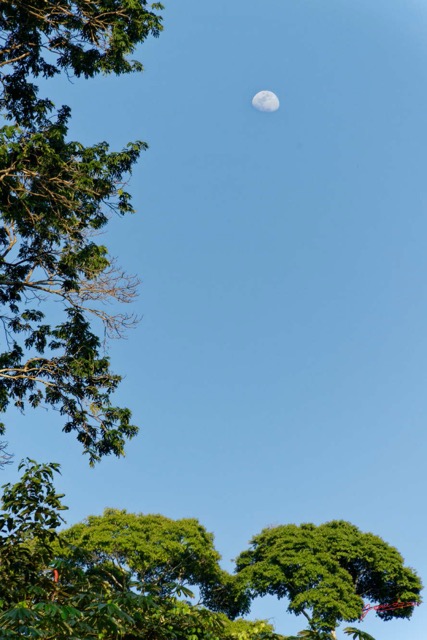 081 ENTOMO 01 Mikongo les Arbres et la Lune 19RX106DSC_1908101000998_DxOwtmk 150k.jpg