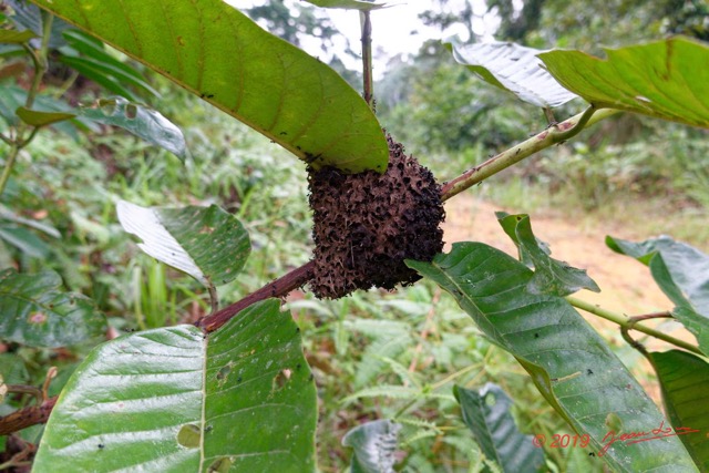 175 ENTOMO 01 Mikongo Foret Fourmiliere 19RX106DSC_1908051000639_DxOwtmk 150k.jpg