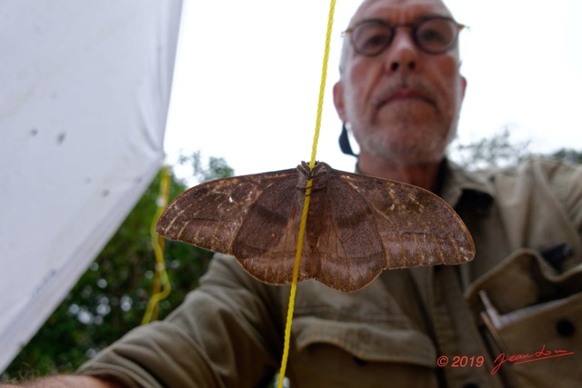 182 ENTOMO 01 Mikongo Autour des Pieges Saturniidae et JLA 19RX106DSC_1908091000848_DxOwtmk 150k.jpg