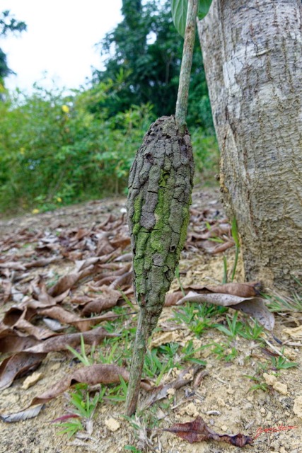 200 ENTOMO 01 Mikongo la Foret Fourmiliere sur une Branche 19RX106RecDSC_19080101000346_DxOwtmk 150k.jpg