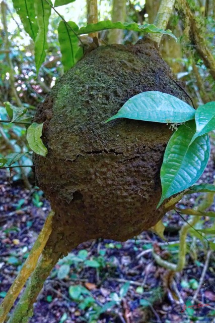 223 ENTOMO 01 Mikongo Marecage en Foret Fourmiliere Boule 19RX106DSC_1908101000923_Nik_DxOwtmk 150k.jpg