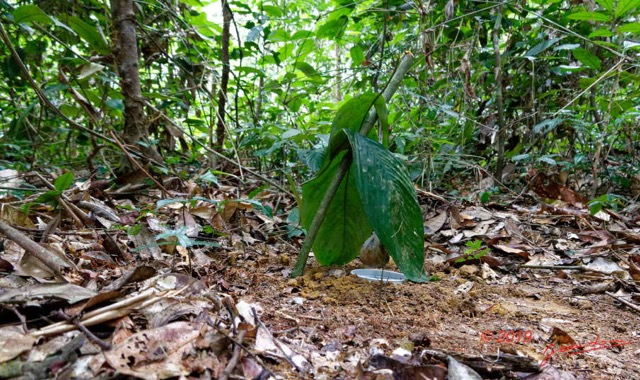251 ENTOMO 01 Mikongo Protection Pluie Piege Bousier avec Feces Humaines 19RX106RecDSC_1907301000279_DxOwtmk 150k.jpg