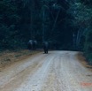 259 ENTOMO 01 Mikongo Famille Elephants sur la Piste la Nuit 19E5K3IMG_190805151330_DxOwtmk 150k.jpg