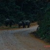 260 ENTOMO 01 Mikongo Famille Elephants sur la Piste la Nuit 19E5K3IMG_190805151331_Nik_DxOwtmk 150k.jpg