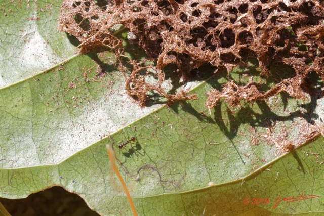 004 ENTOMO 01 Mikongo Feuille avec Fourmiliere Myrmicinae a Trous19E80DIMG_190810143198_DxOwtmk 150k.jpg