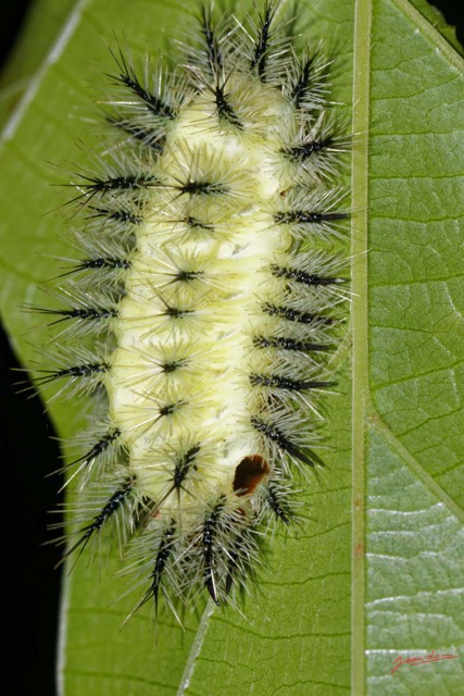 005 ENTOMO 01 Mikongo Foret Chenille sur une Feuille 19E80DIMG_190805142573_DxOwtmk 150k.jpg