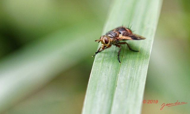 007 ENTOMO 01 Mikongo Foret Insecta 058 Diptera 19E80DIMG_190804142184_DxOwtmk 150k.jpg
