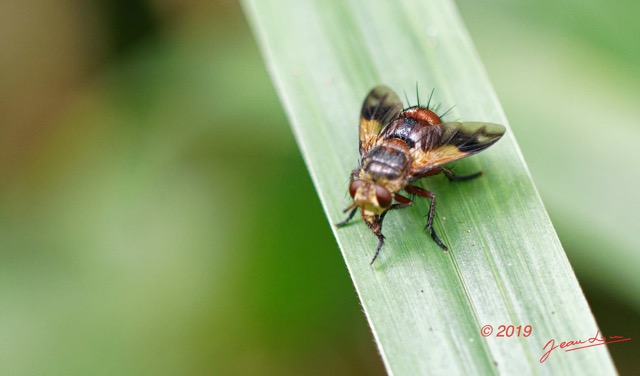 008 ENTOMO 01 Mikongo Foret Insecta 058 Diptera 19E80DIMG_190804142186_DxOwtmk 150k.jpg
