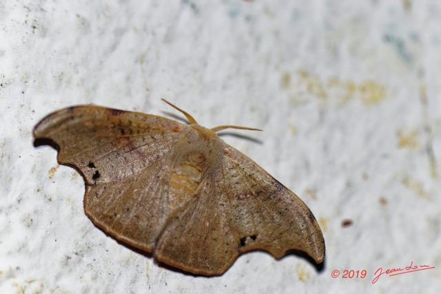 010 ENTOMO 01 Mikongo Insecta 027 Lepidoptera Drepanidae 19E80DIMG_190728141508_DxOwtmk 150k.jpg