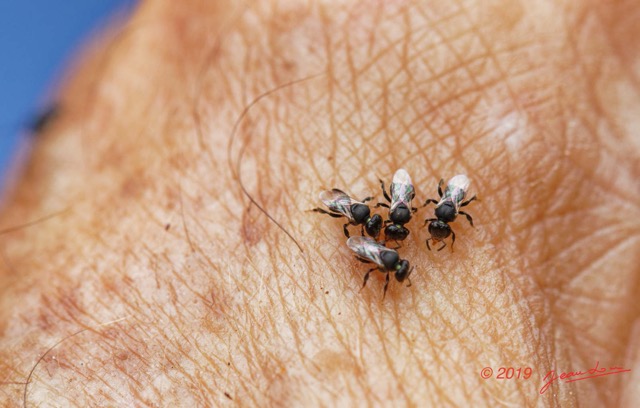016 ENTOMO 01 Mikongo Insecta 030 Hymenoptera Apidae Meliponini Meliponula sp 19E80DIMG_190729141578_DxOwtmk 150k.jpg