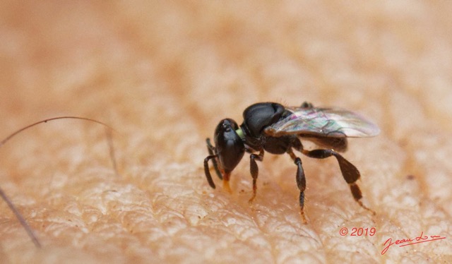 019 ENTOMO 01 Mikongo Insecta 030 Hymenoptera Apidae Meliponini Meliponula sp 19E80DIMG_190729141599_DxOwtmk 150k.jpg