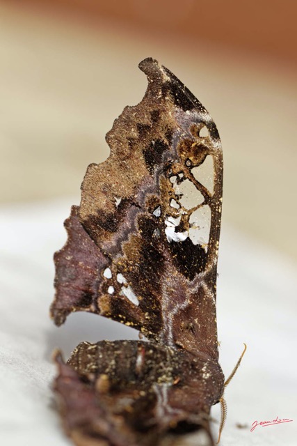 023 ENTOMO 01 Mikongo Insecta 032 Lepidoptera Saturniidae Carnegia mirabilis F 19E80DIMG_190730141637_DxOwtmk 150k.jpg