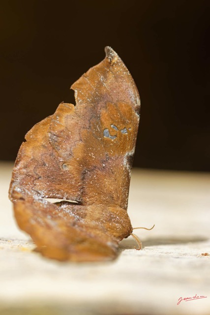 024 ENTOMO 01 Mikongo Insecta 033 Lepidoptera Saturniidae Orthogonioptilum prox F 19E80DIMG_190730141640_DxOwtmk 150k.jpg