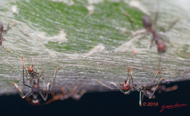 029 ENTOMO 01 Mikongo Insecta 035 Hymenoptera Formicidae Formicinae Fourmi Oecophylla sp 19E80DIMG_190730141679_DxOwtmk 150k.jpg