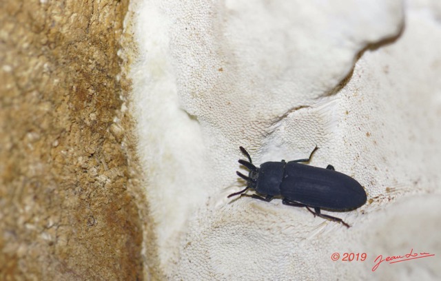 030 ENTOMO 01 Mikongo Insecta 036 Coleoptera Tenebrionidae 19E80DIMG_190730141692_DxOwtmk 150k.jpg