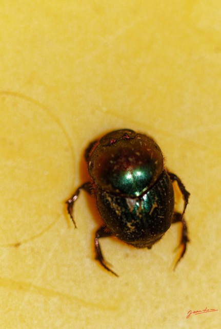 035 ENTOMO 01 Mikongo Insecta 039 Coleoptera Scarabaeidae Scarabaeinae Proagoderus semiiris 19E80DIMG_190731141761_DxOwtmk 150k.jpg