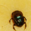 035 ENTOMO 01 Mikongo Insecta 039 Coleoptera Scarabaeidae Scarabaeinae Proagoderus semiiris 19E80DIMG_190731141761_DxOwtmk 150k.jpg