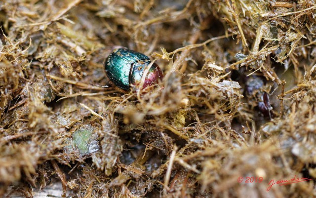 036 ENTOMO 01 Mikongo Bousier Insecta 039 Coleoptera Proagoderus semiiris dans Feces Elephant sur la Piste 19E80DIMG_190731141743_DxOwtmk 150k.jpg