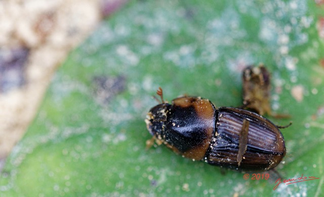 037 ENTOMO 01 Mikongo Insecta 040 Coleoptera Scarabaeidae Neocolobopterus princeps dans Feces Elephant 19E80DIMG_190731141737_DxOwtmk 150k.jpg