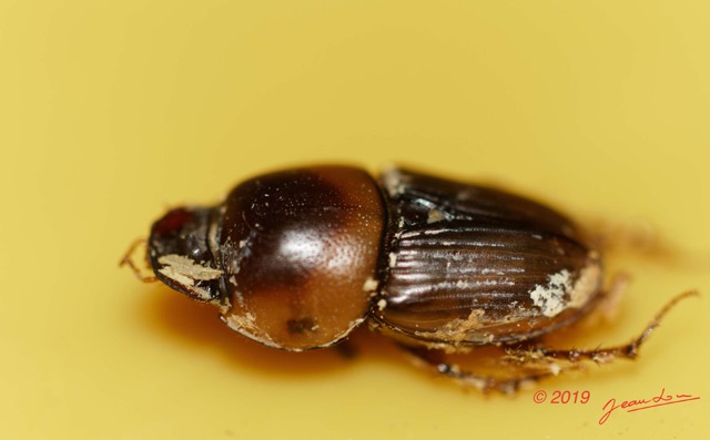 039 ENTOMO 01 Mikongo Insecta 040 Coleoptera Scarabaeidae Neocolobopterus princeps dans Feces Elephant 19E80DIMG_190731141762_DxOwtmk 150k.jpg
