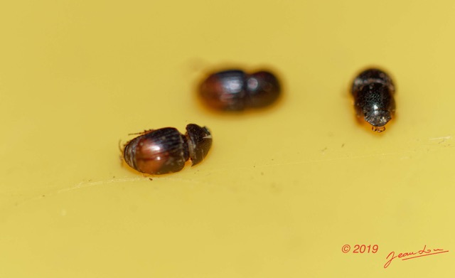 041 ENTOMO 01 Mikongo Insecta 041 Coleoptera Aphodiidae 19E80DIMG_190731141775_DxOwtmk 150k.jpg