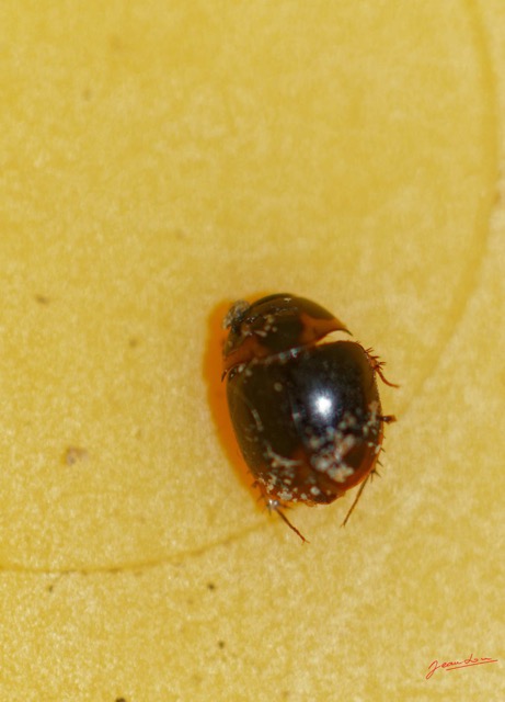 042 ENTOMO 01 Mikongo Insecta 042 Coleoptera Hydrophilidae 19E80DIMG_190731141779_DxOwtmk 150k.jpg