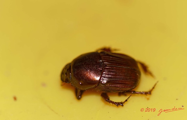 043 ENTOMO 01 Mikongo Insecta 043 Coleoptera Scarabaeidae Scarabaeinae Onitis sp 19E80DIMG_190731141781_DxOwtmk 150k.jpg