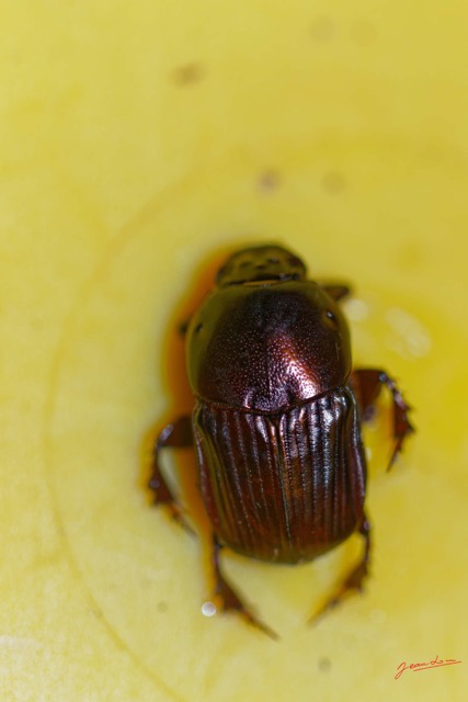 044 ENTOMO 01 Mikongo Insecta 043 Coleoptera Scarabaeidae Scarabaeinae Onitis sp 19E80DIMG_190731141783_DxOwtmk 150k.jpg