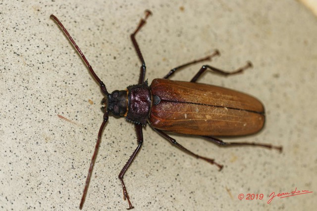 046 ENTOMO 01 Mikongo Insecta 044 Coleoptera Cerambycidae Prioninae Prionotoma sp F 19E80DIMG_190801141791_DxOwtmk 150k.jpg
