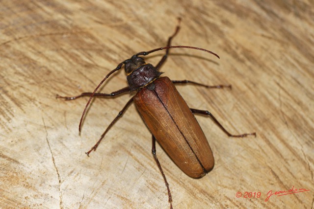 048 ENTOMO 01 Mikongo Insecta 044 Coleoptera Cerambycidae Prioninae Prionotoma sp F 19E80DIMG_190801141798_DxOwtmk 150k.jpg
