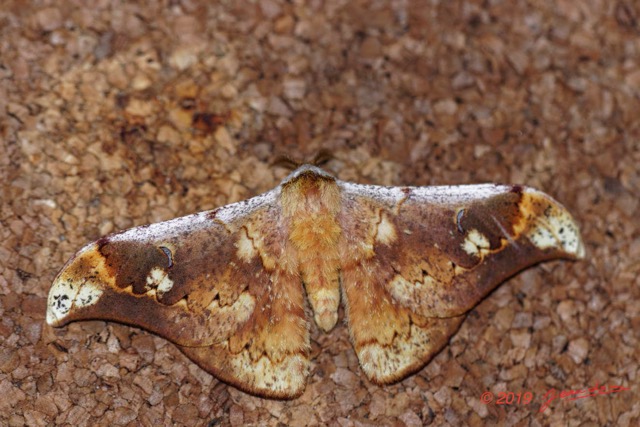 051 ENTOMO 01 Mikongo Insecta 045 Lepidoptera Saturniidae Goodia falcata M 19E80DIMG_190801141808_DxOwtmk 150k.jpg