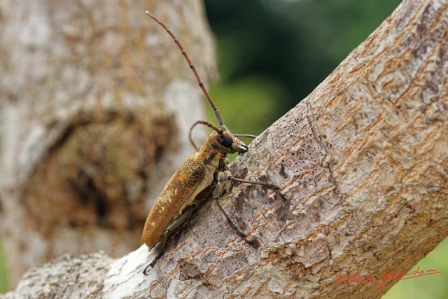 055 ENTOMO 01 Mikongo Insecta 046 Coleoptera Cerambycidae Lamiinae Batocera wyliei 19E80DIMG_190802141862_DxOwtmk 150k.jpg