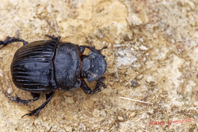 061 ENTOMO 01 Mikongo Insecta 047 Coleoptera Scarabaeidae Scarabaeinae Heliocopris haroldi F 19E80DIMG_190802141880_DxOwtmk 150k.jpg