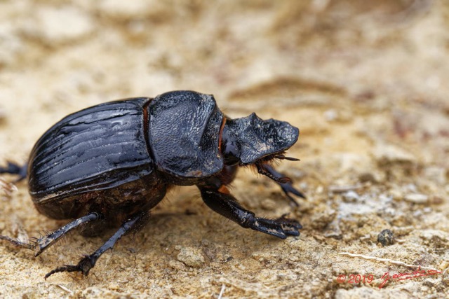 062 ENTOMO 01 Mikongo Insecta 047 Coleoptera Scarabaeidae Scarabaeinae Heliocopris haroldi F 19E80DIMG_190802141884_DxOwtmk 150k.jpg