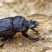 062 ENTOMO 01 Mikongo Insecta 047 Coleoptera Scarabaeidae Scarabaeinae Heliocopris haroldi F 19E80DIMG_190802141884_DxOwtmk 150k.jpg
